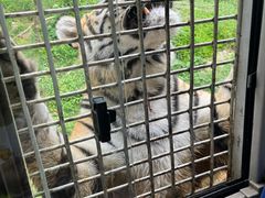-贵州森林野生动物园