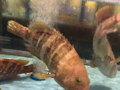 -阿伟海鲜楼·福建菜(延寿店)