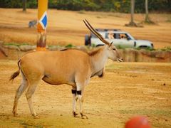 -杭州野生动物世界