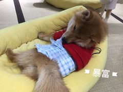 -逗柴咖啡屋·狗咖猫咖宠物桌游