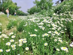 -汉长安城未央宫国家考古遗址公园
