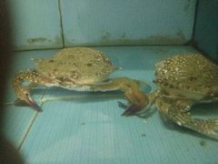 -浪琴湾尾角仔海鲜坊