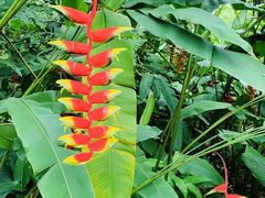 -中国科学院西双版纳热带植物园