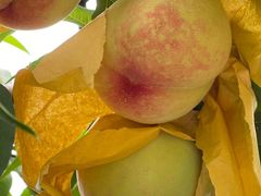 -老袁家蜜桃农场·阳山水蜜桃