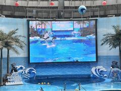 -海合安成都极地海洋公园