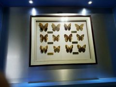 -上海昆虫博物馆