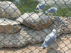 -石家庄市动物园