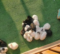 -萌宠亲子动物乐园(槐房万达店)