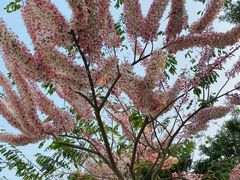 -深圳国际园林花卉博览园