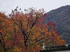 -塔川景区