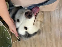 -李小姐の猫咖啡馆(五角场店)