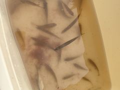 -重庆彩云湖湿地公园