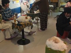 -平行世界·猫咖(首经贸店)
