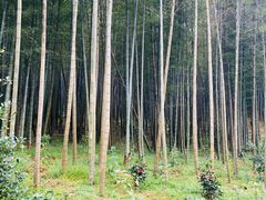 -广州市石门国家森林公园