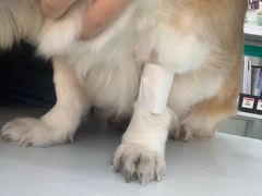 -瑞派动物医院·猫专科·至诚(江南中分院)