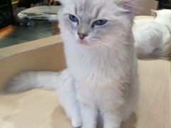 -瞄一喵猫咖(格力海岸店)