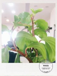 -原素造型
