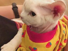 -猫腻·猫咖·撸猫馆(星光大道店)