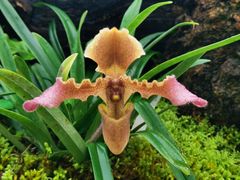 -国家植物园南园