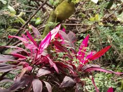 -呀路古热带植物园