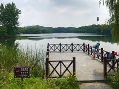 -大塘金香草谷