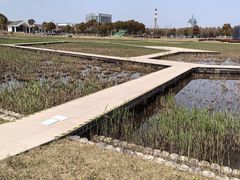 -鹦鹉洲湿地公园