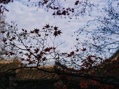 -何园
