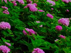 -万柳高尔夫俱乐部