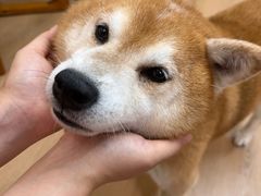 -是阿柴呀！柴犬咖啡·爱喵喵猫咖