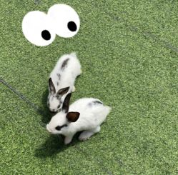 -萌宠亲子动物乐园(槐房万达店)