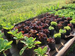 -Ohkajhu Organic Farm Sansai