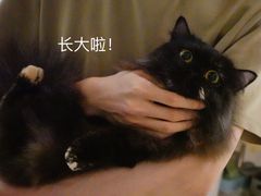 -momokira米努特·德文卷毛猫·棉花面纱犬