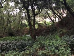 -金鸡山公园