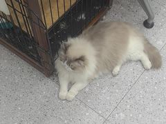 -四月宠物医院·猫专科·心脏专科·内科(转塘店)