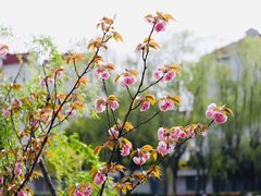 -嘉定紫藤园