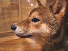 -柴务处·柴犬主题狗咖