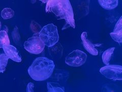 -多彩贵州城极地海洋世界