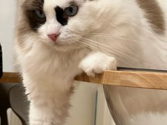 -有喵·猫咖·狗咖·30几只猫10只小狗(岗厦店)