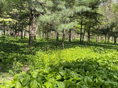 -黑龙江省森林植物园