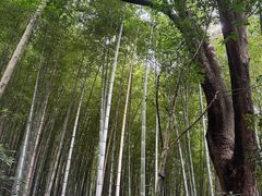 -上海佘山国家森林公园天马山园