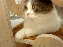 -飞行喵MR PILOT|猫舍·猫咖(静安大融城店)