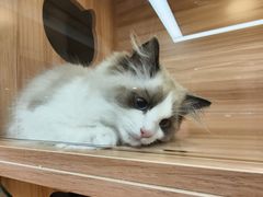-猫十亿·布偶金渐层·曼基康矮脚猫舍(青年路店)