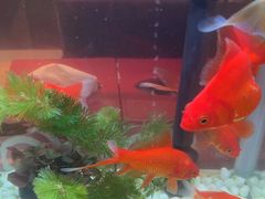 -海底捞火锅(武胜路凯德广场店)