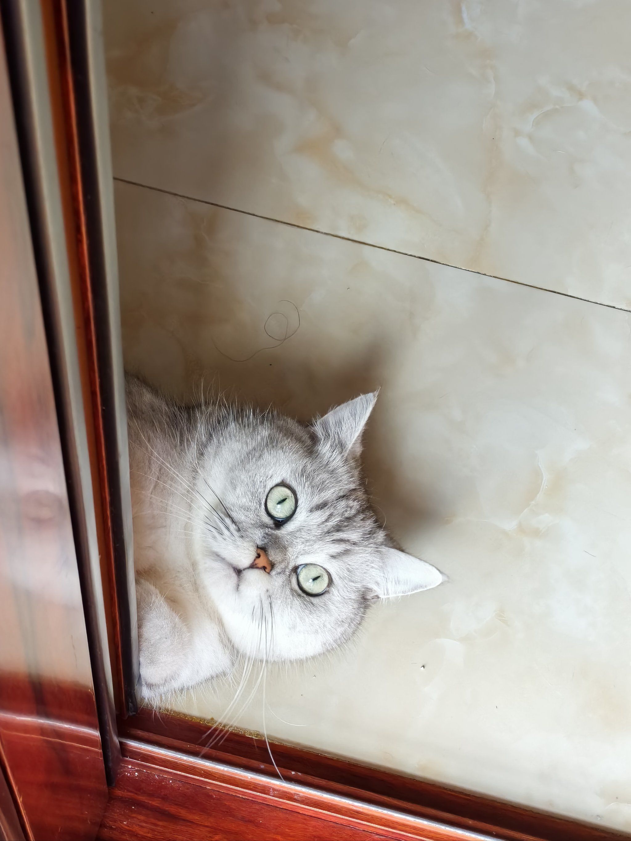 可爱猫猫头