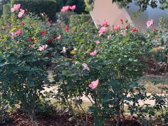 -人民公园(罗湖区)