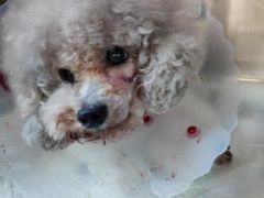 -爱诺耐芙动物医院(万博店)