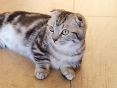 -猫咖时代(中山亭店)