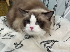 -爱洗澡的猫(望京店)