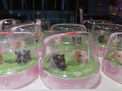 巧克力公仔小猪-85度C(石狮狮城店)