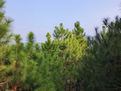 -江西景德镇玉田湖国家湿地公园